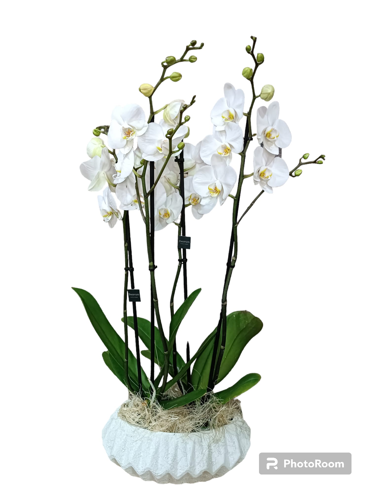 beyaz-orkide-4-dalli