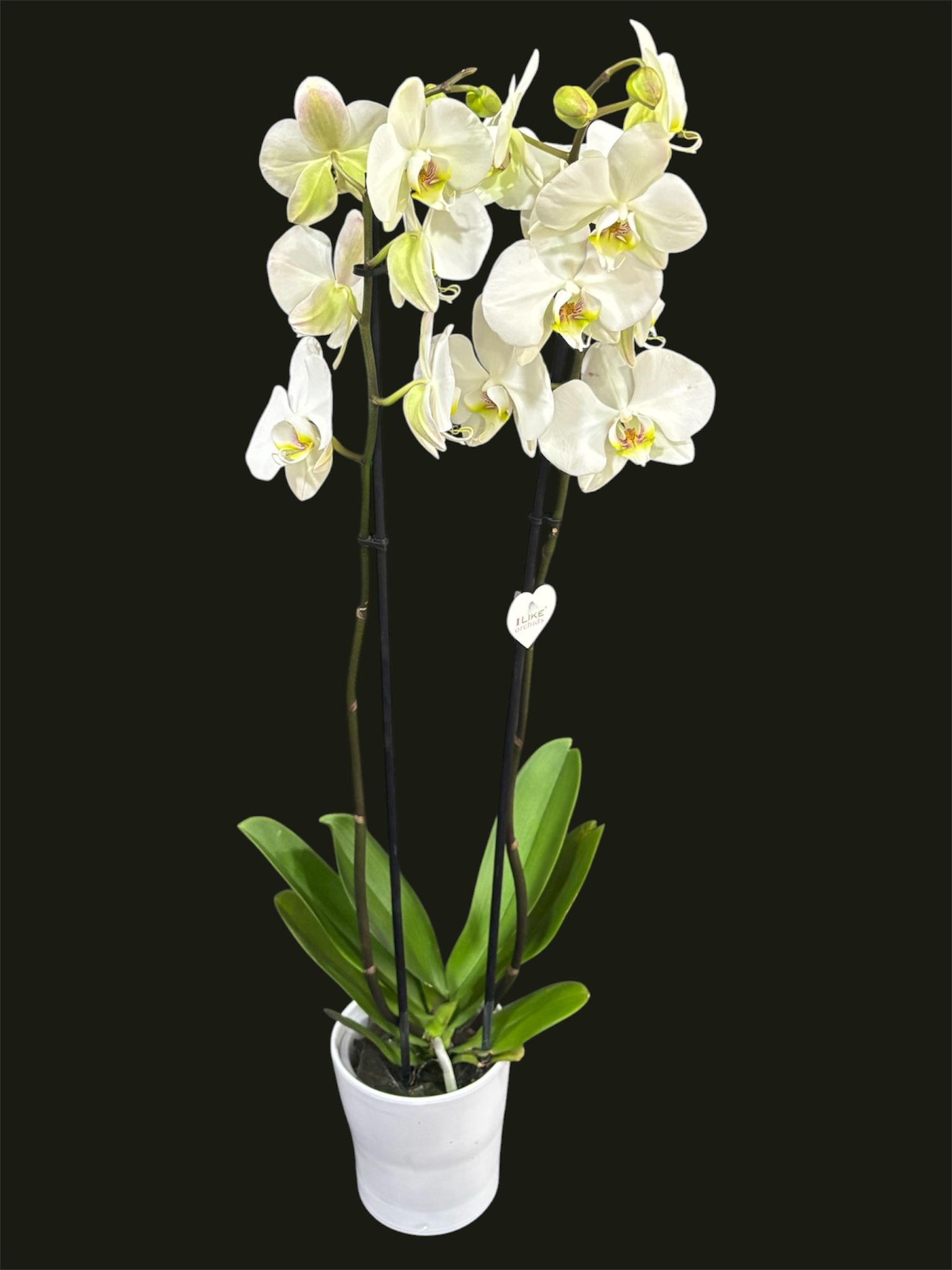 2 Dallı Beyaz Orkide